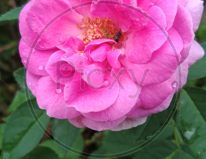 Indian rose