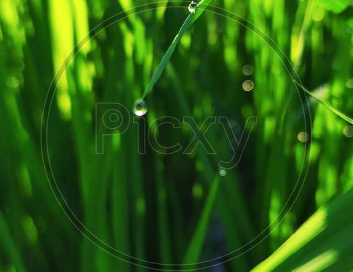 Green paddy crop field