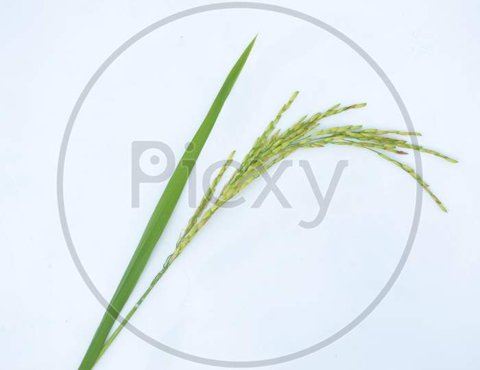 The Green Ripe Paddy Plant Grains Isolated On White Background.