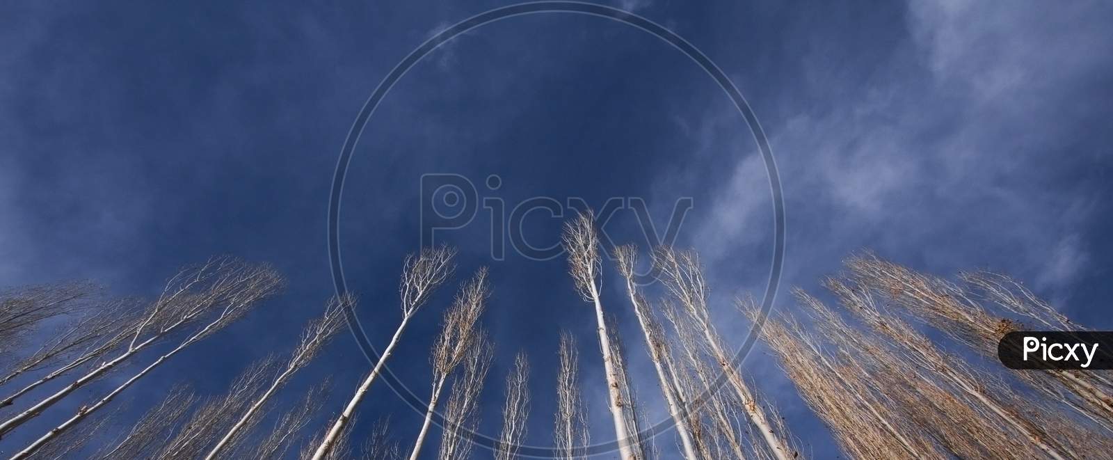 Willow And Poplar Trees In A Sunny Day In Autumn In Leh Ladakh