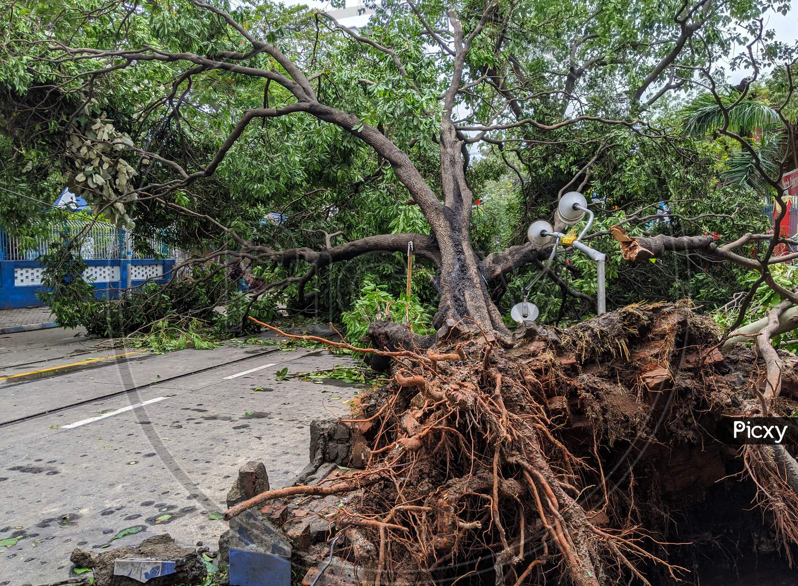 Effect Of The Super Severe Cyclonic Amphan On The Road Of Kolkata In India.