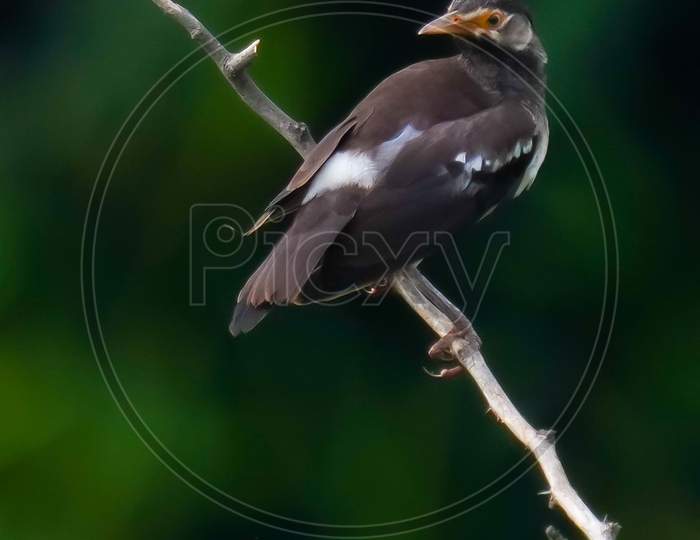 Resting asian pied starling