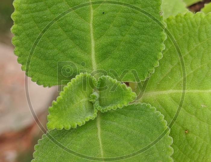 Close-up shot of leaf