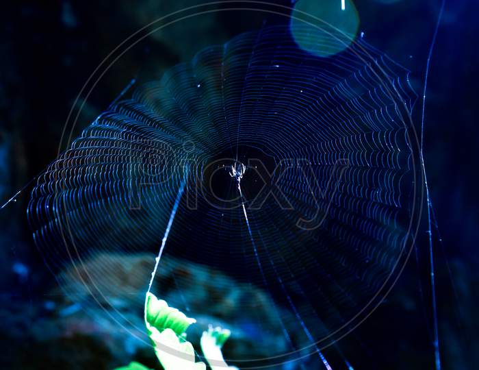 Spider Web Natural Texture Blurred Background