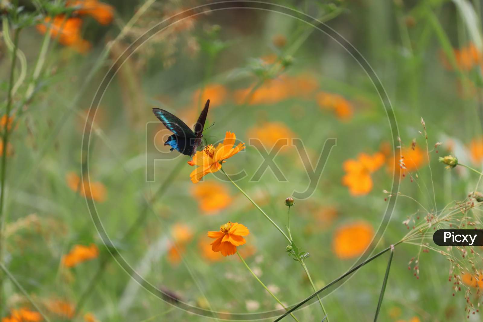 A butterfly hovers over a flower for nectar in Poonch