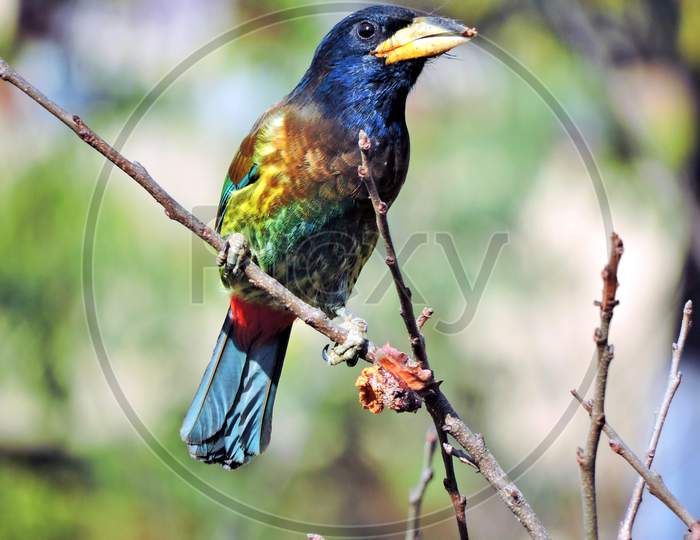 The great Indian Barbet,