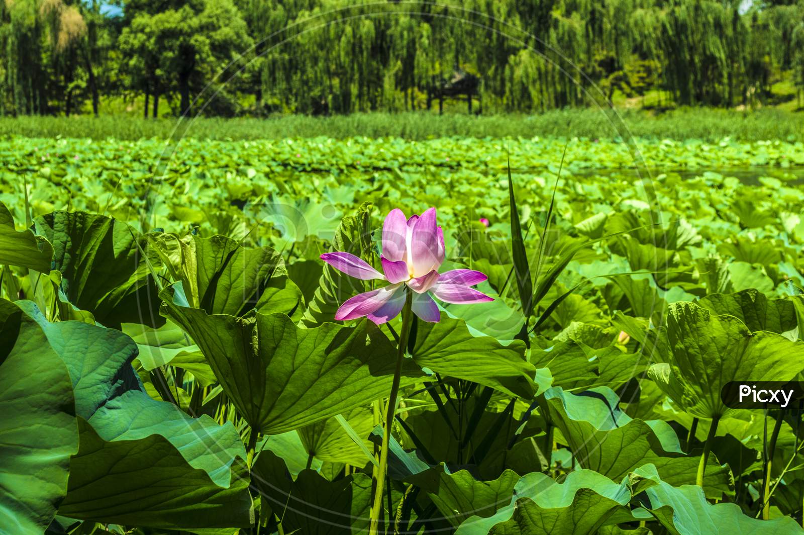 Lotus Flower Pink Waterlily Above The Lotus Leaves In A Pond In Beijing, China