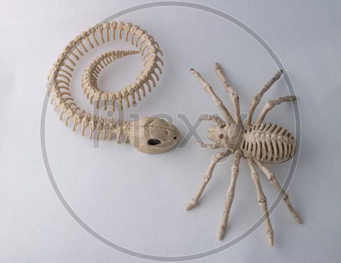 2 Halloween Skeletons, Snake Meets Spider