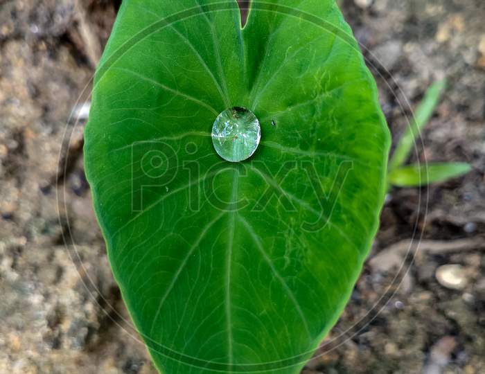 Crystal clear Water drop on green leaf