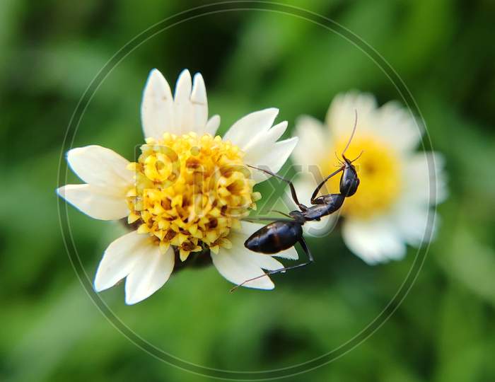 macro ant and flower