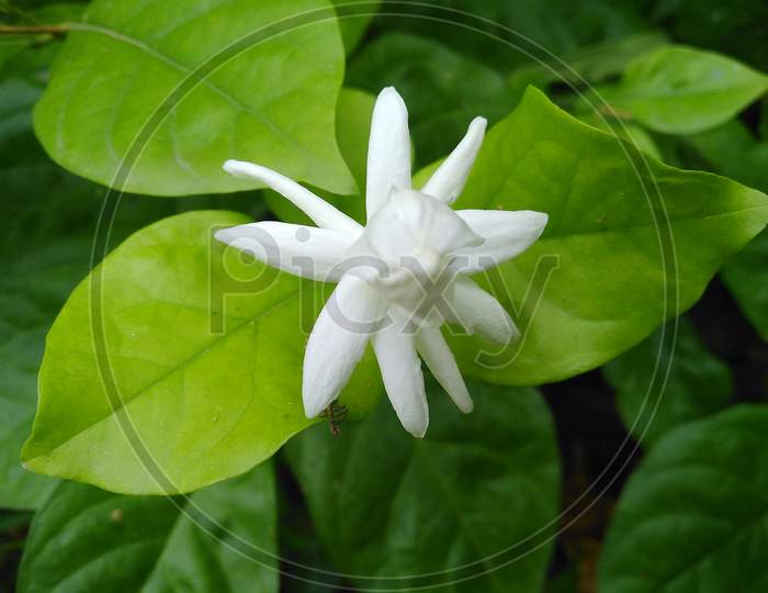 White Jasmine Flower With Leaves