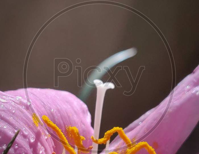 Pink flower stigma macrophotography