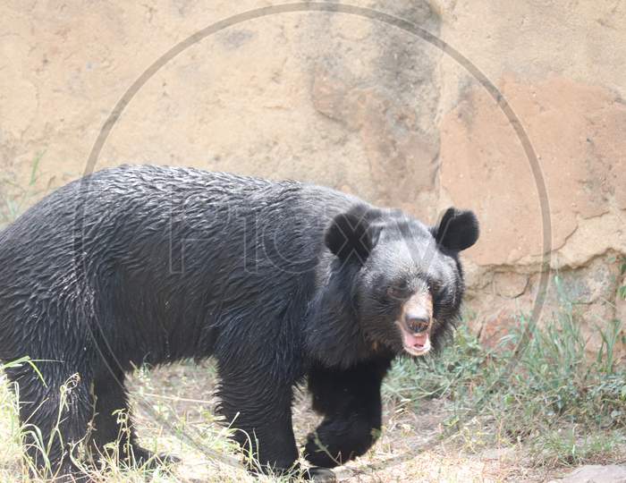 Bear of National zoological park - Delhi