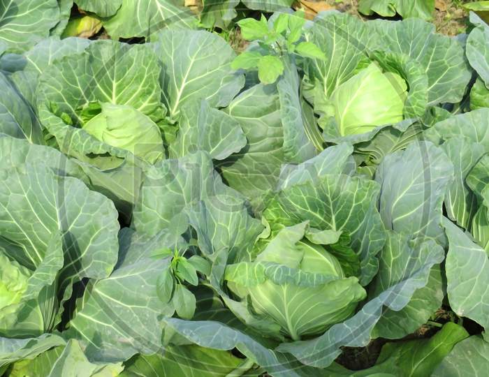 Cabbage Plant image.