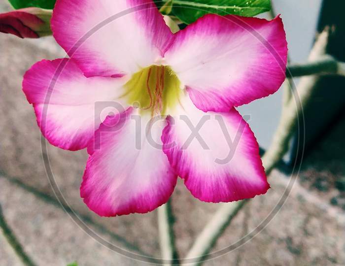 Pink flower plant close-up shot