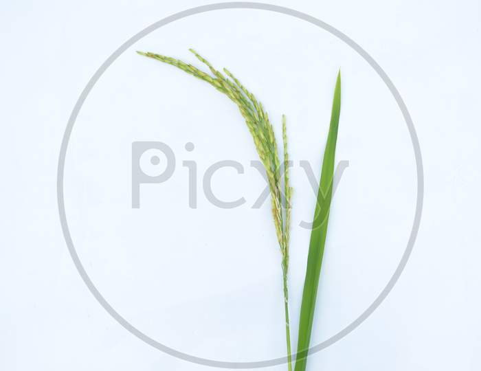 The Green Ripe Paddy Plant Grains Isolated On White Background.