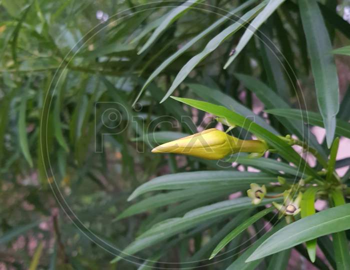 New born yellow flower with green leaf in jungle