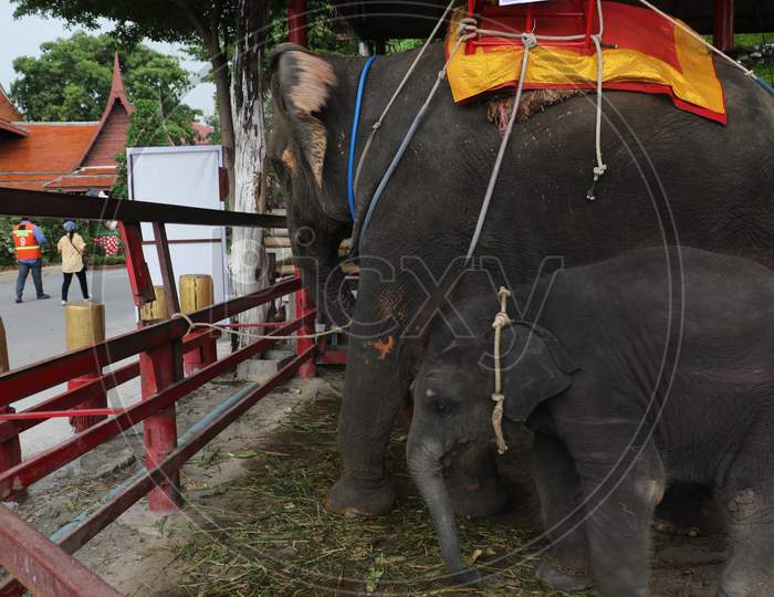 Elephant Safari Aayuthaya thailand