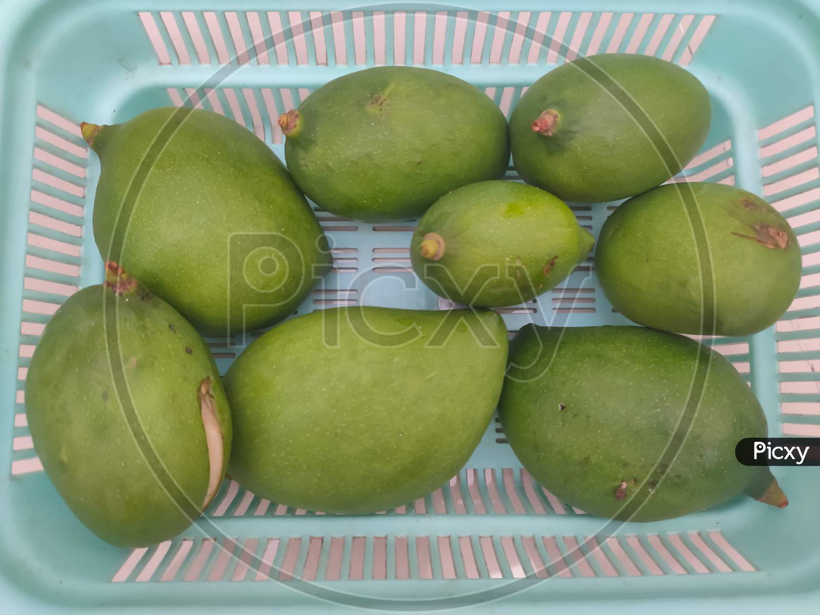 Green Mangoes On Plastic Basket And Old Wooden Floor Background.