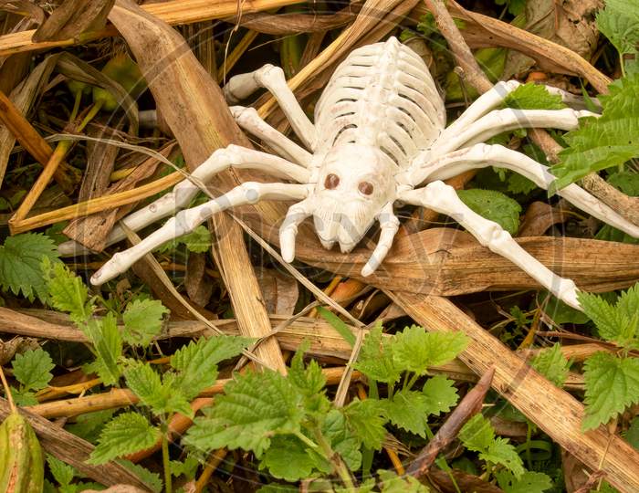 Scary Spider Skeleton Halloween Decor On Wild Foliage