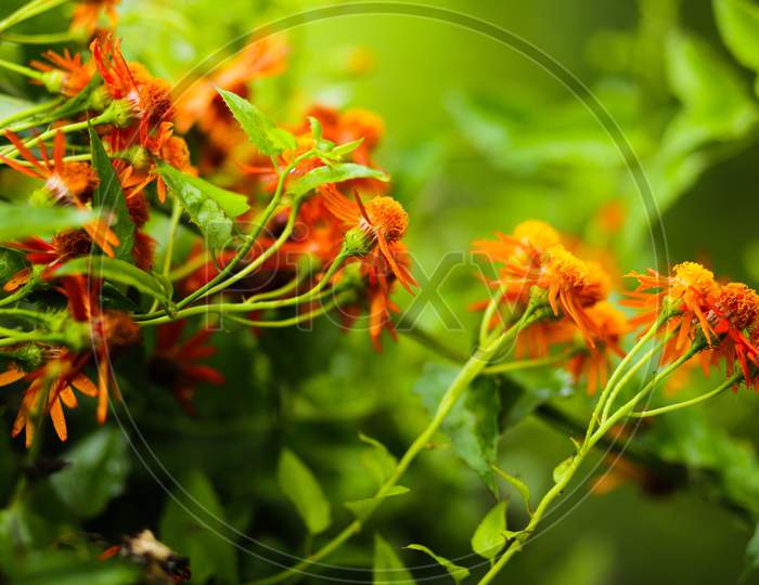 Mexican flame vine.