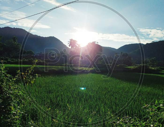 Sunrise and paddy field