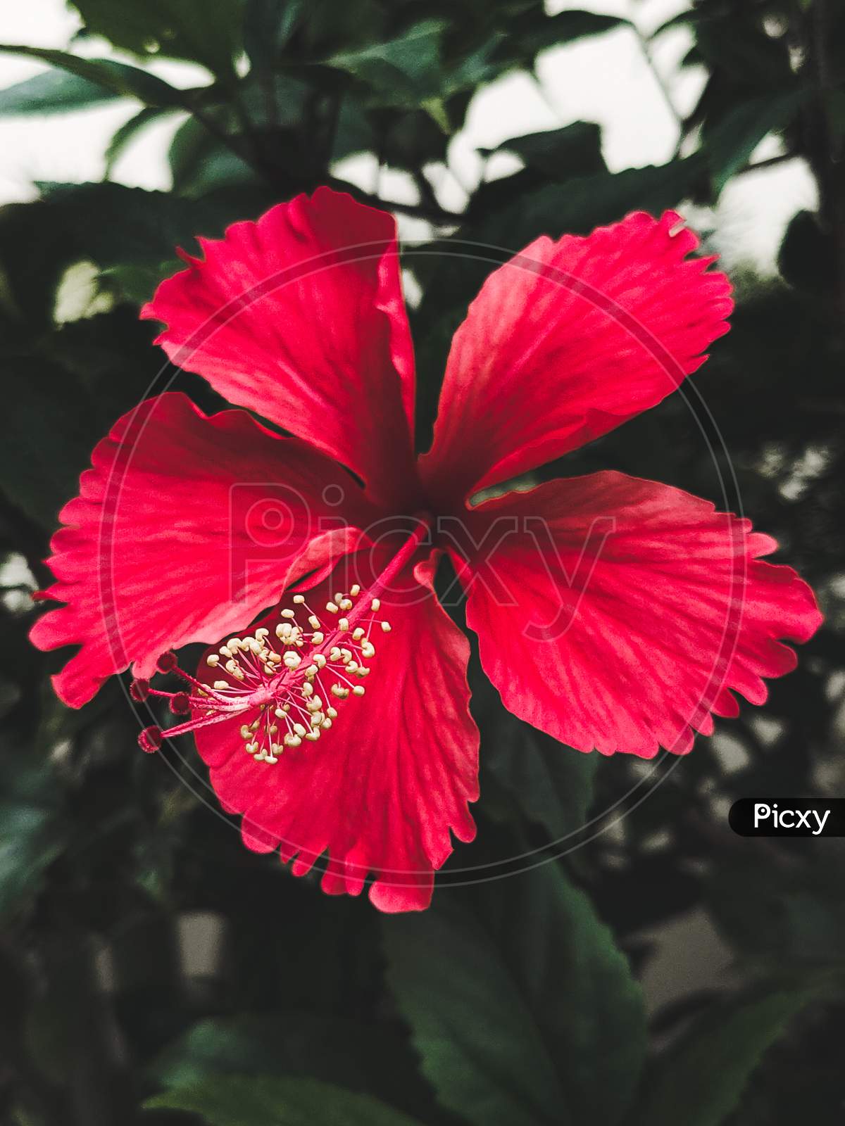Red flower, macro flower hibiscus