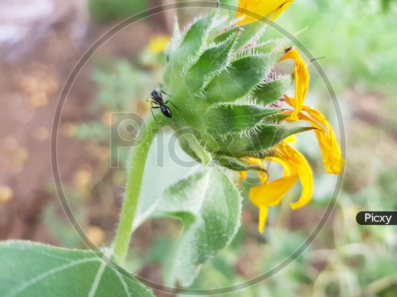 Black big ant on sun flower with closeup photography