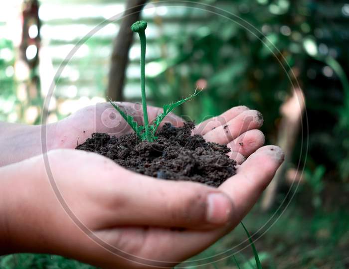 plant and the soil in the hand