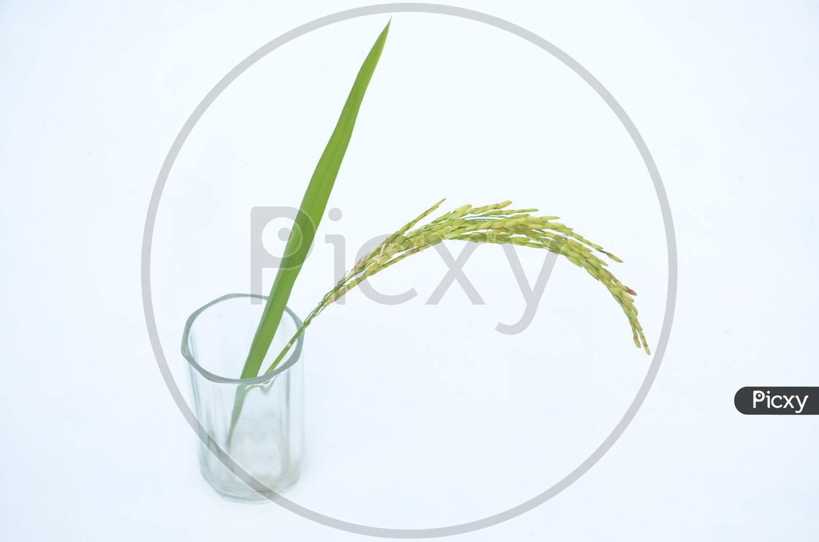 The Green Ripe Paddy Plant Grains In The Glass Isolated On White Background.
