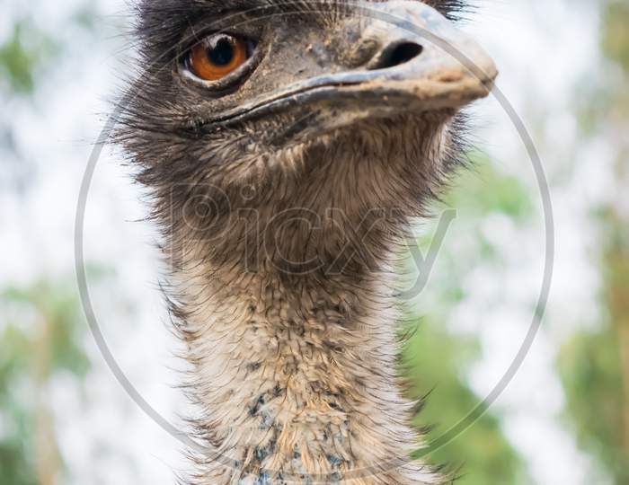 Emu bird portrait from the front