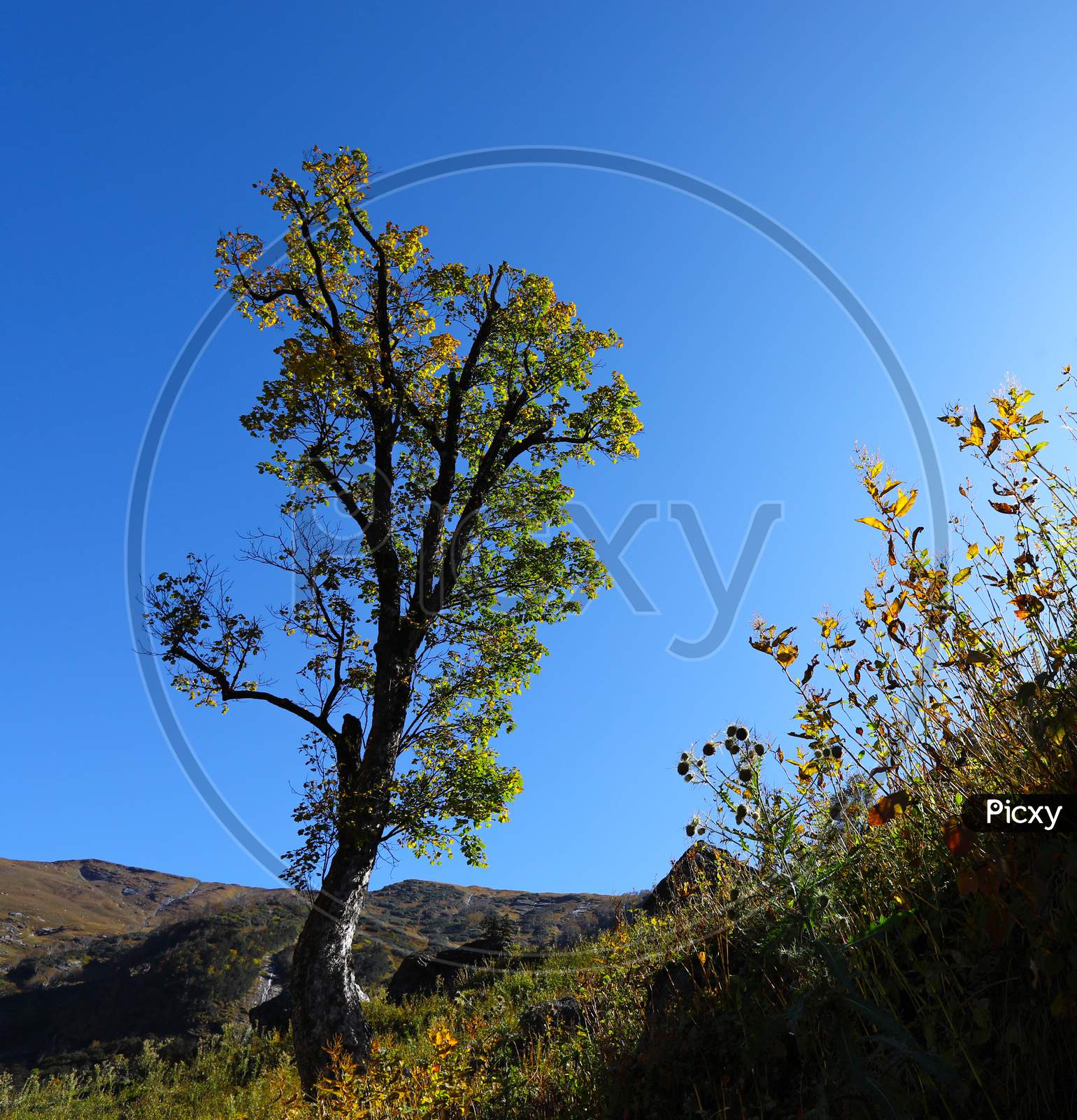 A Lonely Tree On Himalaya In Autumn