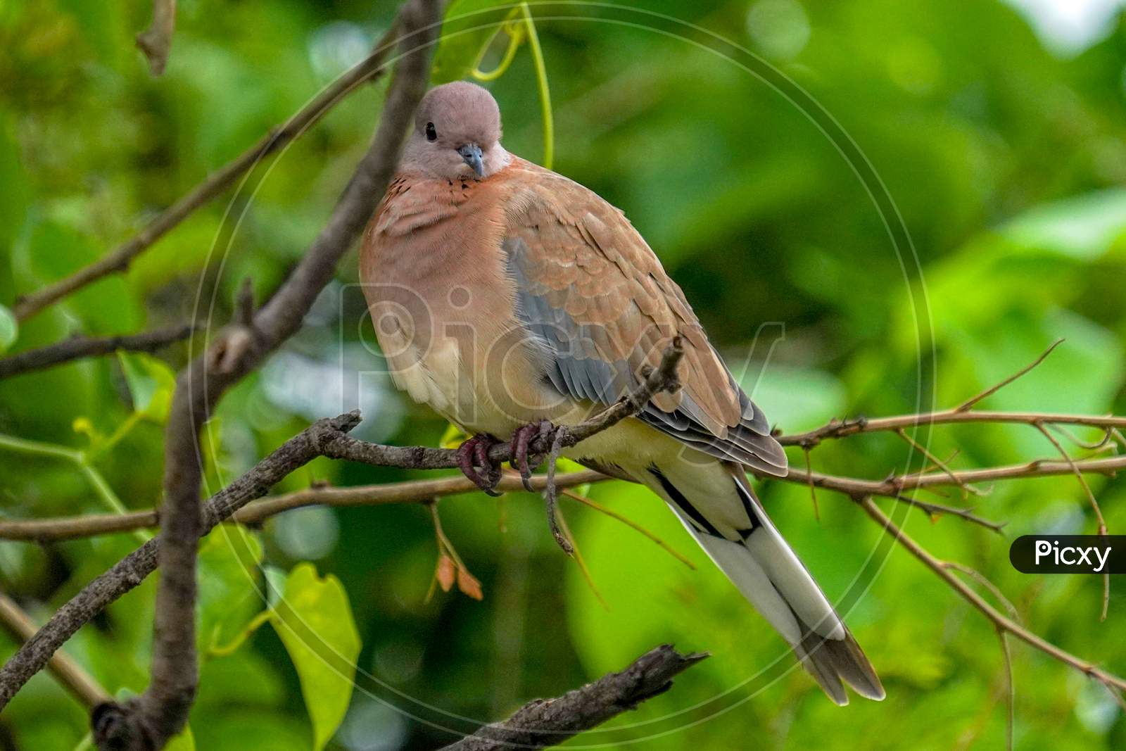 Laughing dove posing for pick