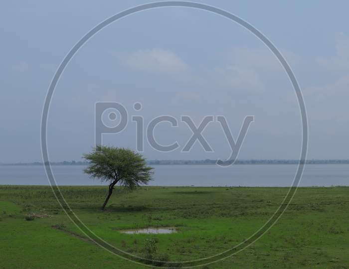 isolated tree with sky and sea background