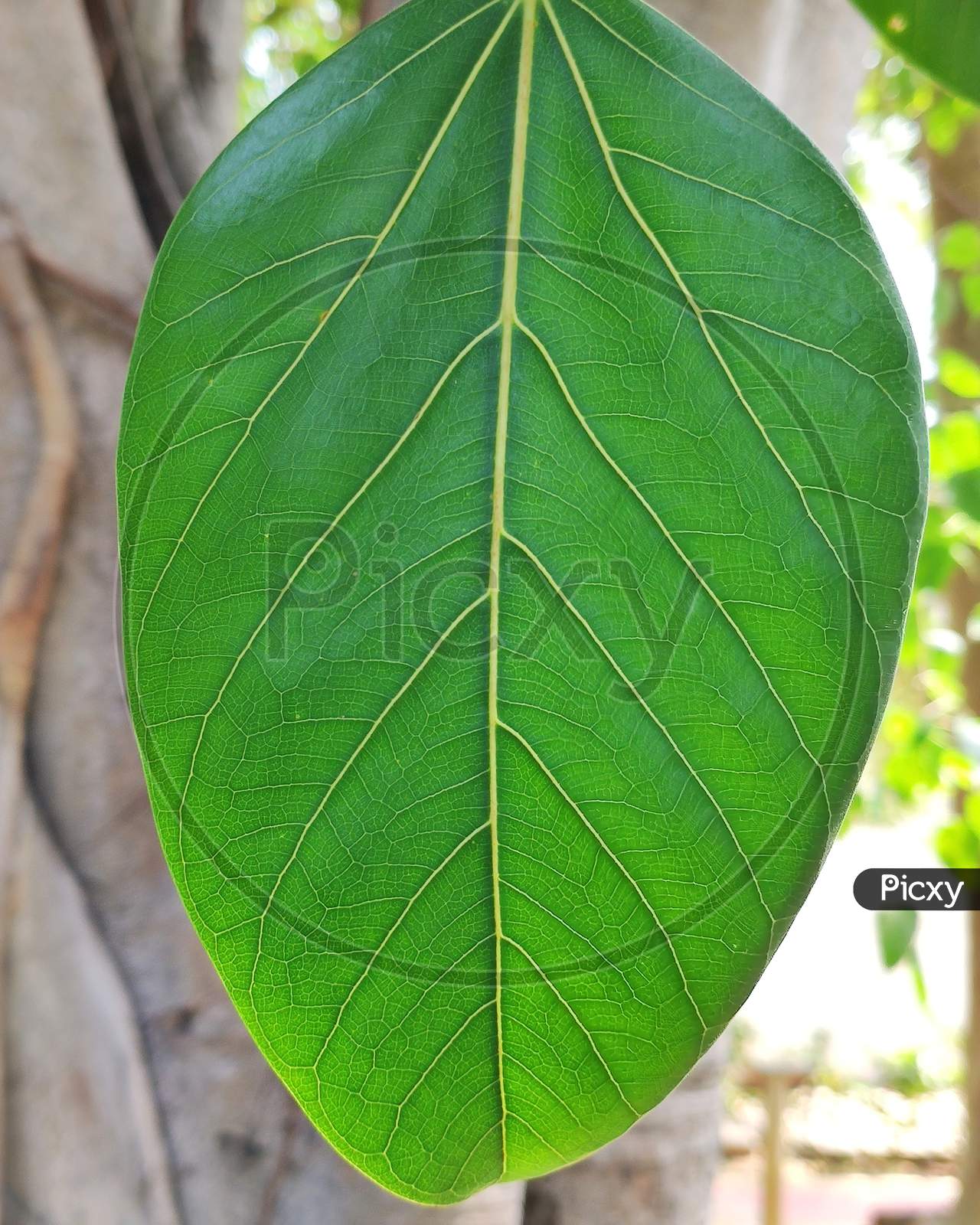 Close-up shot of big leaf