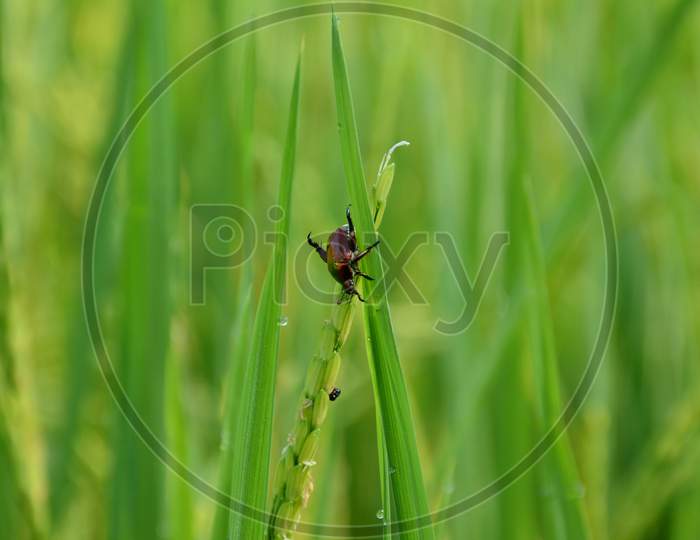 The Small Orange Color Weevil Insect Hold On Paddy Plant Leaves.