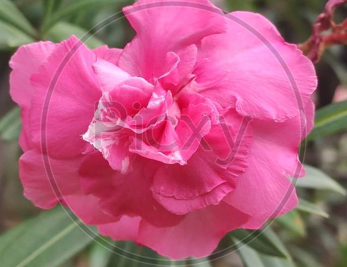Close-up shot of Pink flower