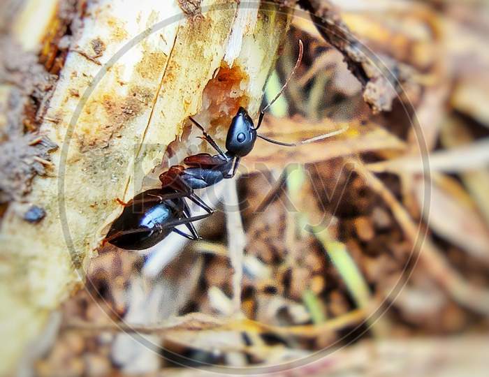 Macro photo, ant