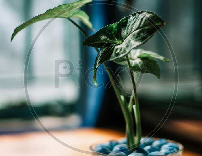Indoor Plant, Green, moody
