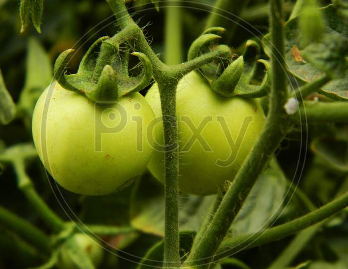 Tomatoes grown in my garden