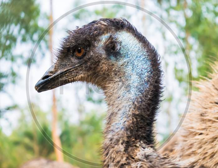 Emu bird neck formation. A giant bird
