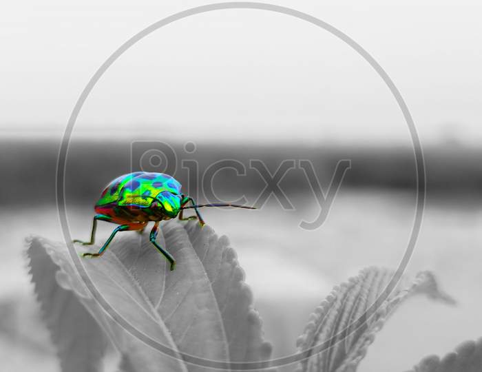 Bug macro photography