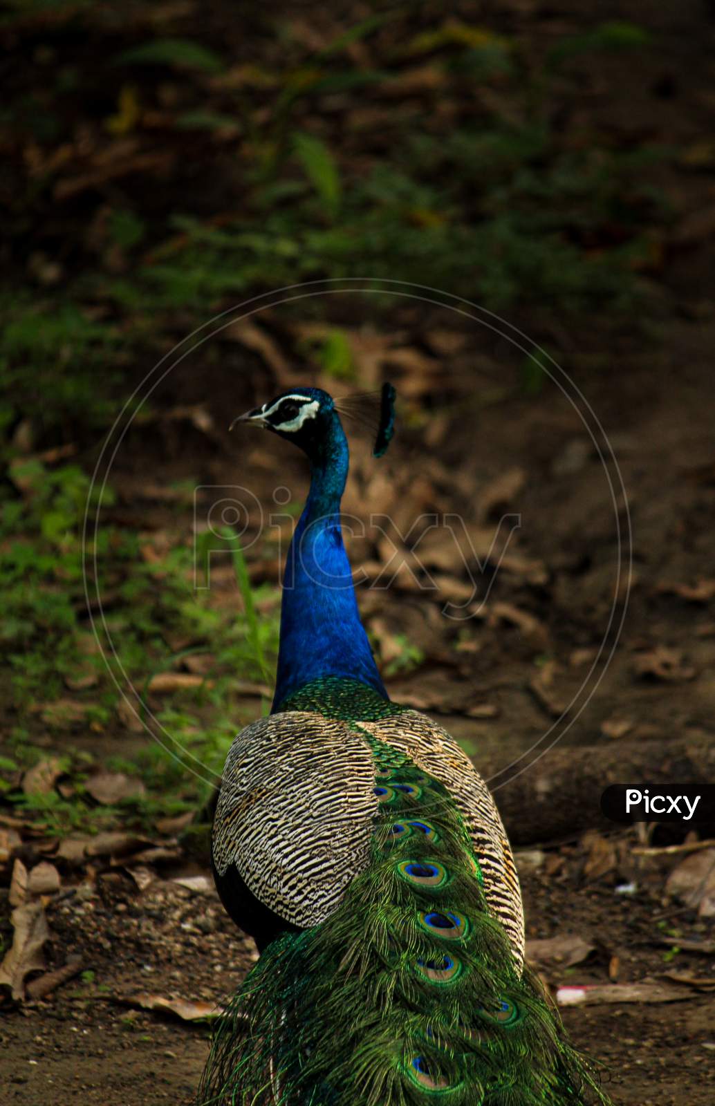 peacock photography