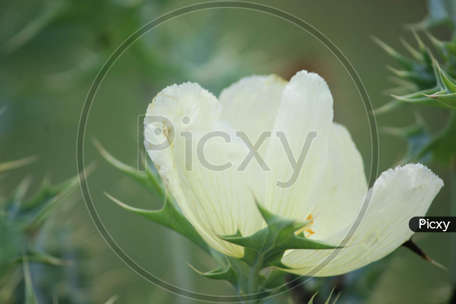 The very beautiful white and yellow mix petal flower.