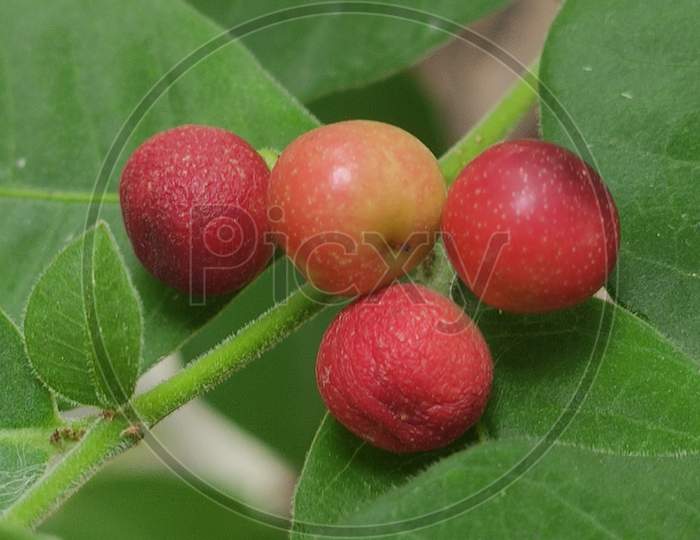 Red fruit in plant