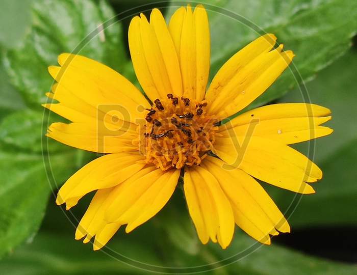 A close-up shot of yellow flower