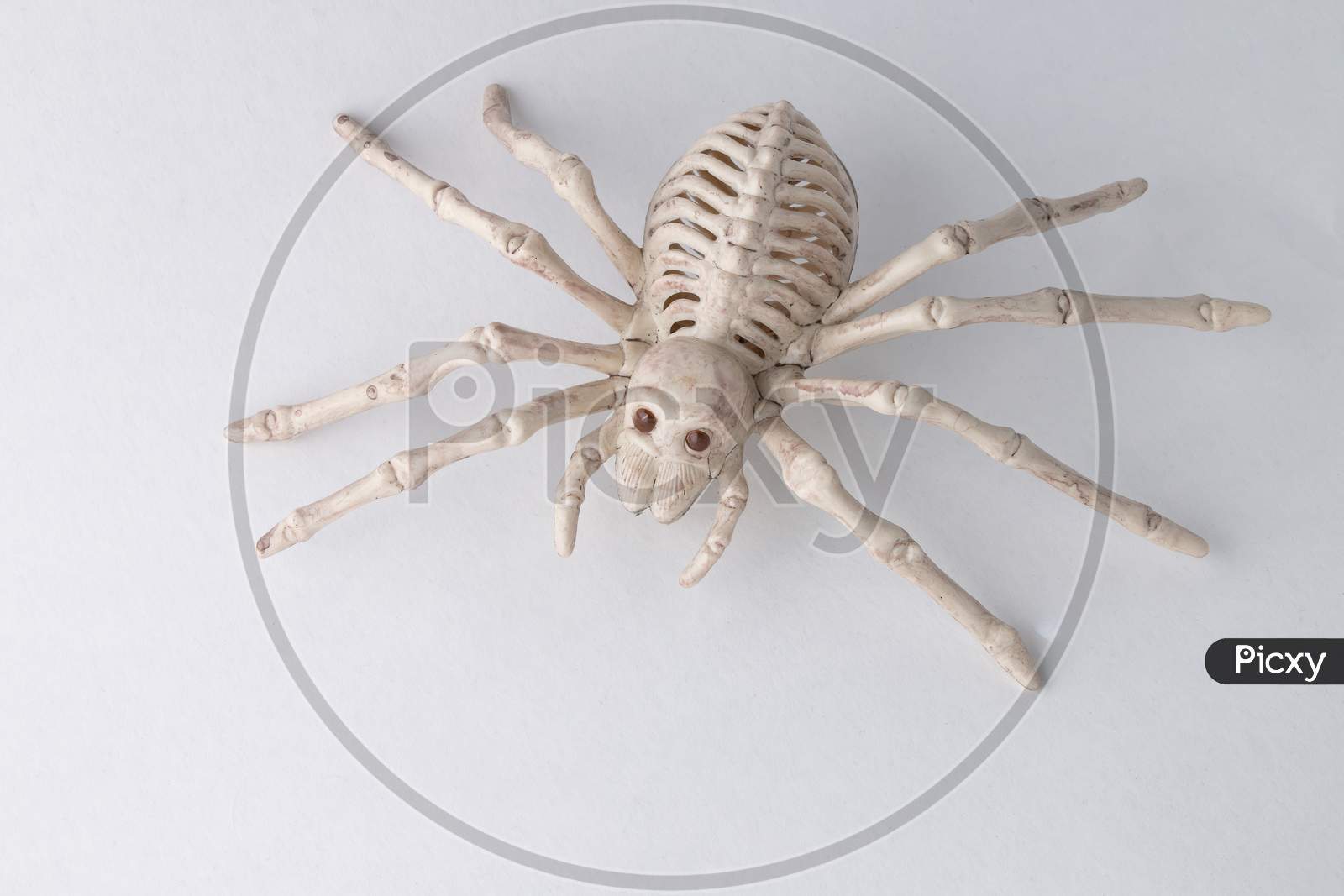 Scary Spider Skeleton Halloween Decor
