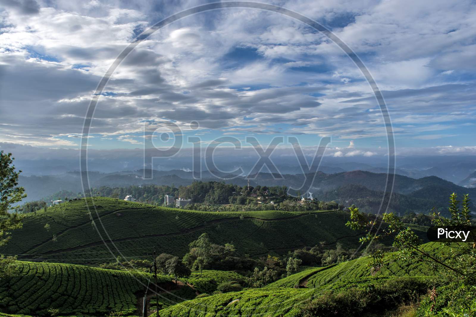 Tea garden - Munnar valley