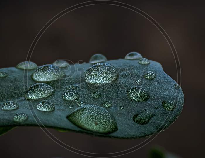 Water Drops on a Leaf, macro photography
