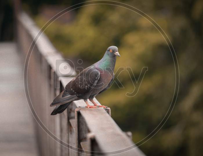Pigeon capture 2020